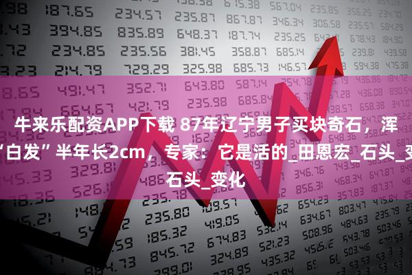 牛来乐配资APP下载 87年辽宁男子买块奇石，浑身“白发”半年长2cm，专家：它是活的_田恩宏_石头_变化